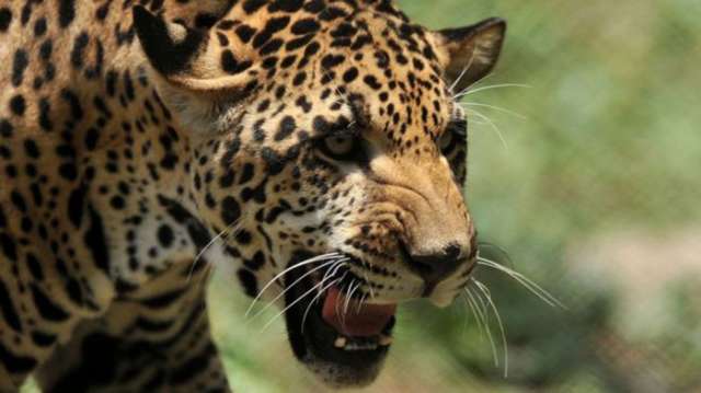 Jaguar `too fat to mate` to be sent back